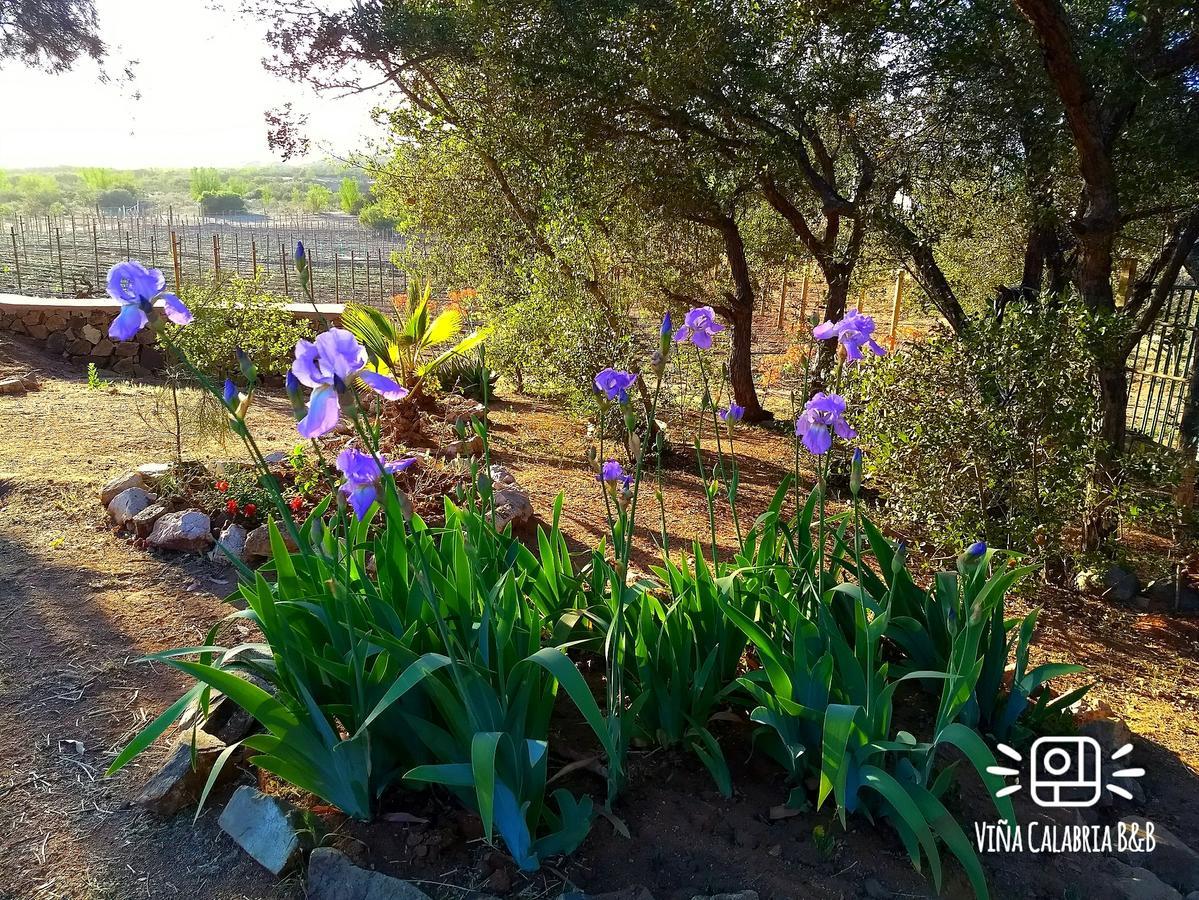 Vina Calabria Bed & Breakfast Valle de Guadalupe